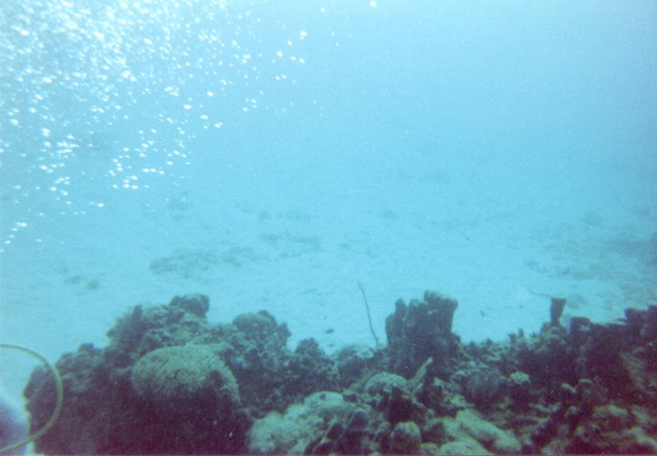Coral Reef
