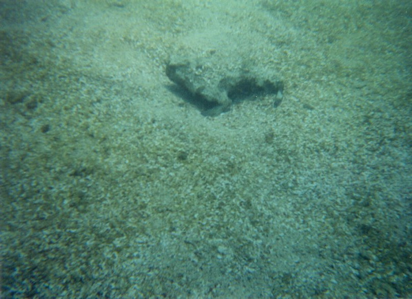 Rock Fish on Ocean Floor