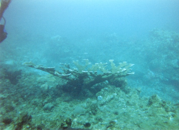 Elkhorn Coral