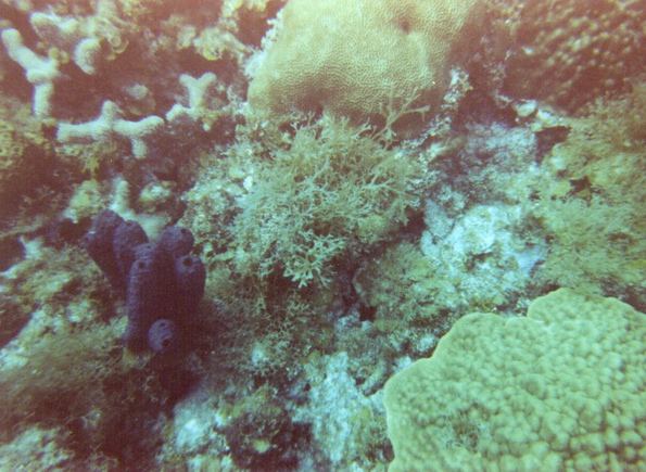 Coral Reef