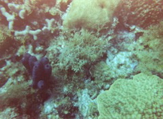 Coral Reef