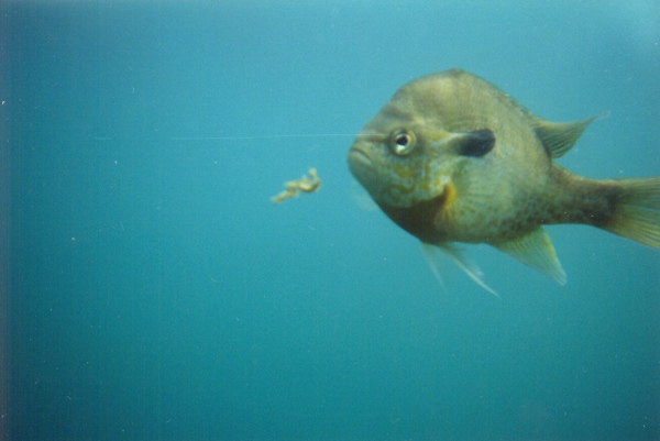 Fish posing at Rolesville Quarry