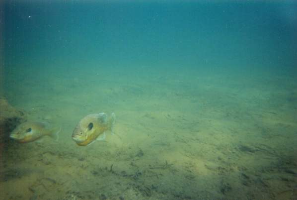 Fish posing at Rolesville Quarry