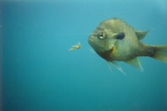 Fish posing at Rolesville Quarry