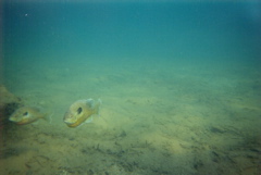 Fish posing at Rolesville Quarry
