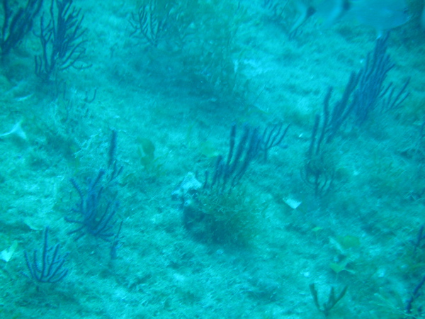 Sea Fan Corals