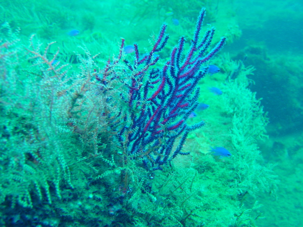 Sea Fan Coral