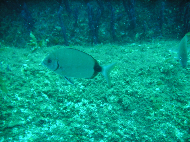 Fish on the John D. Gill