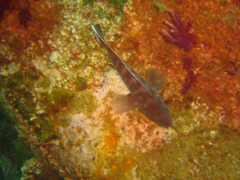 Fish on the John D. Gill