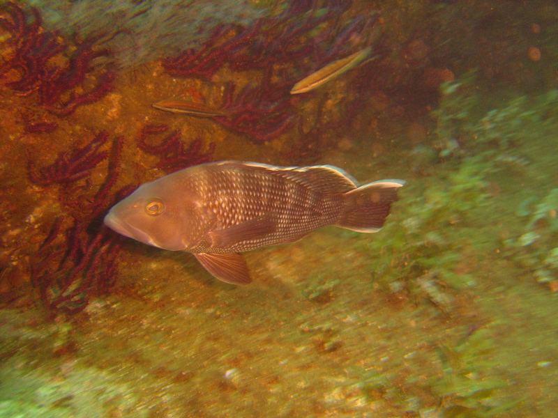 Fish on the John D. Gill