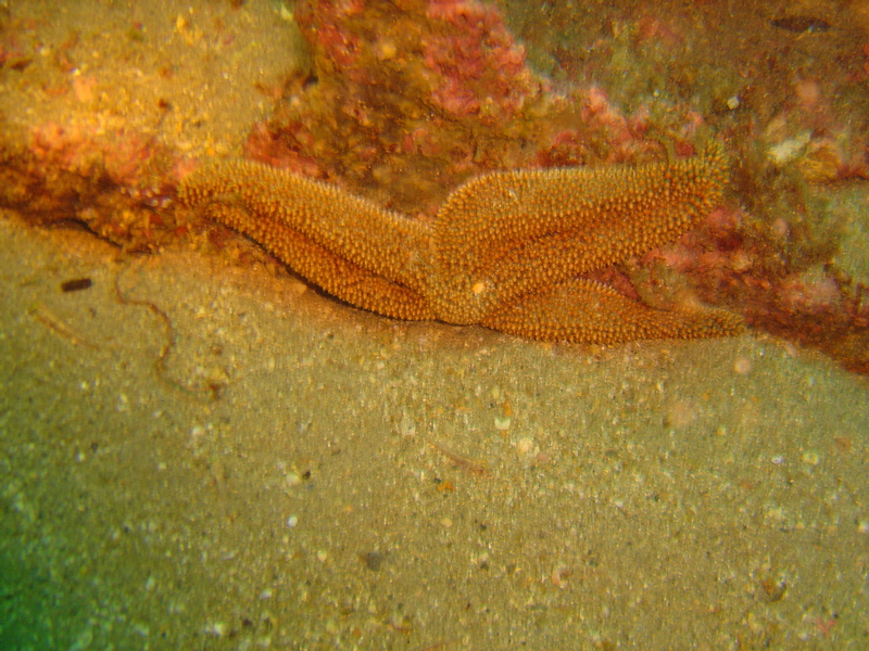 Starfish on a Rock