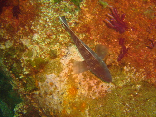 Fish on the John D. Gill