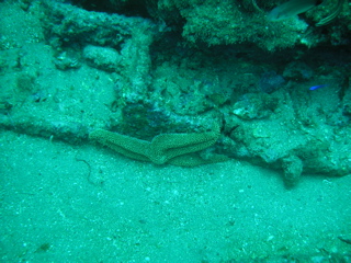Starfish on a Rock
