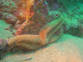 Starfish on a Rock