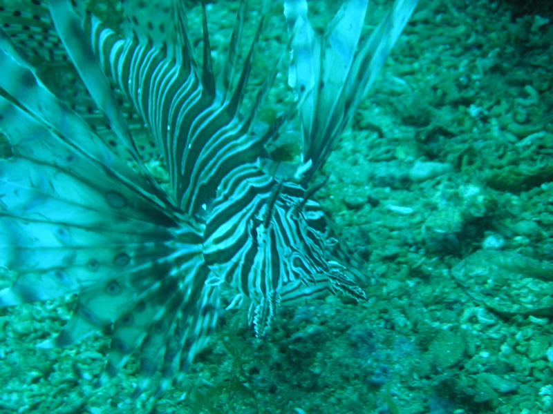 Lion Fish