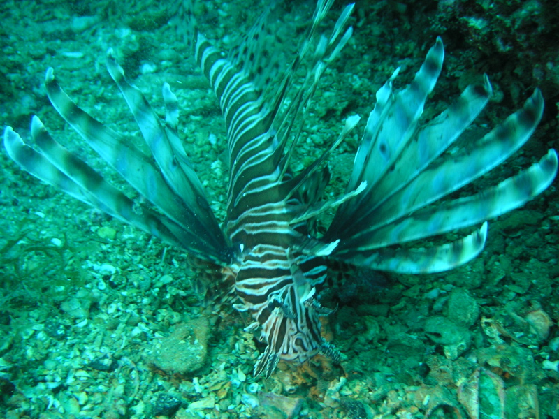 Lion Fish