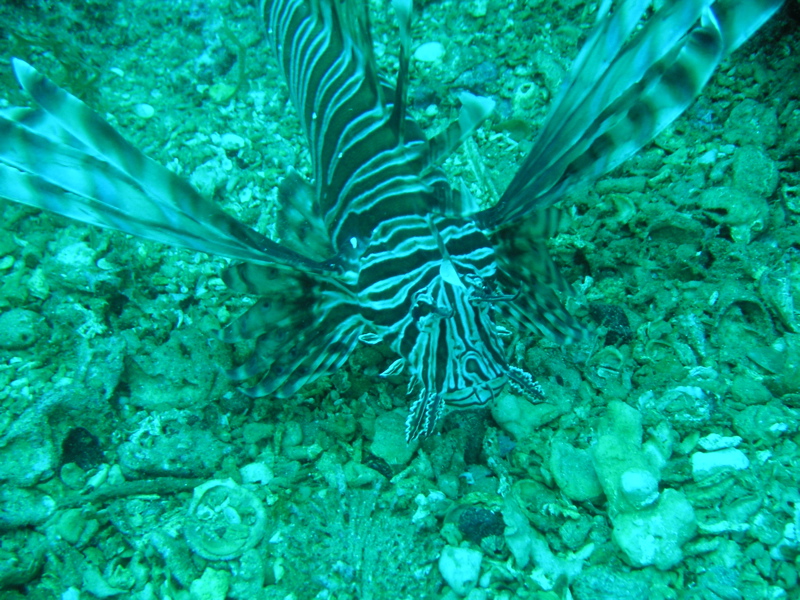 Lion Fish