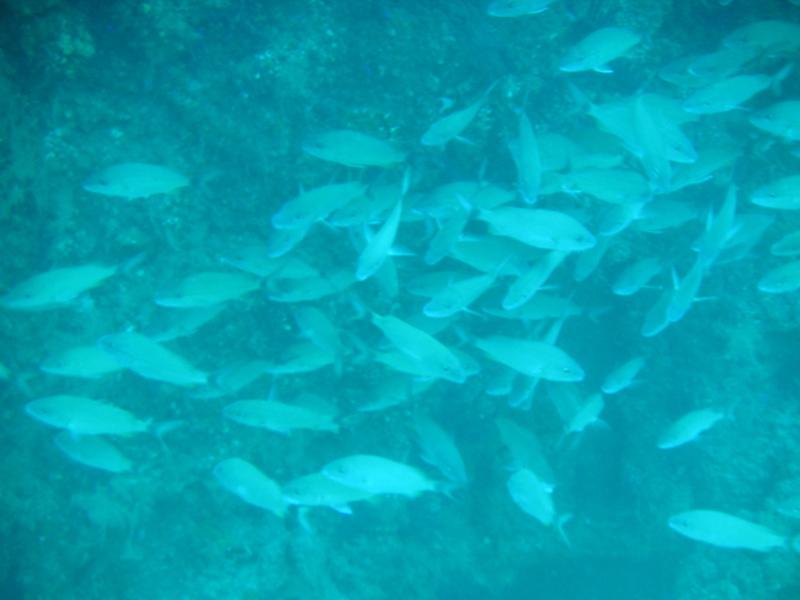 School of Fish