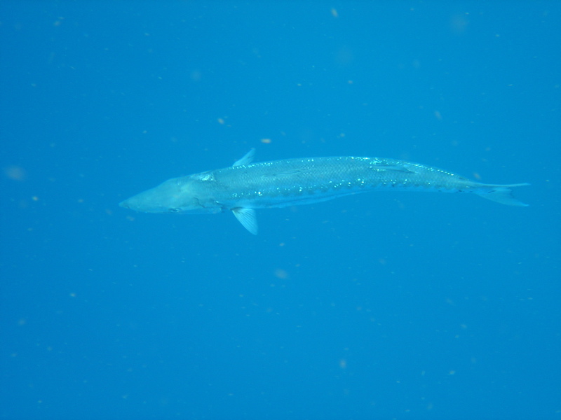 Barracuda Under the Aquatic Safaris II