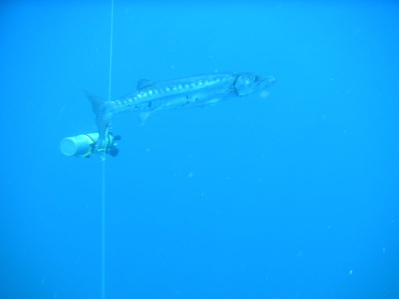 Barracuda Under the Aquatic Safaris II