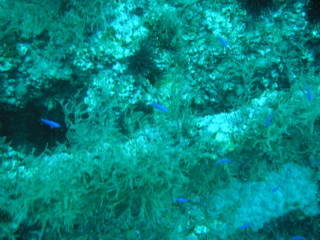 Wreck of the Normannia