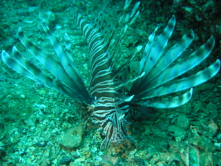 Lion Fish