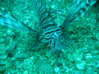Lion Fish