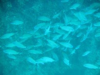 School of Fish