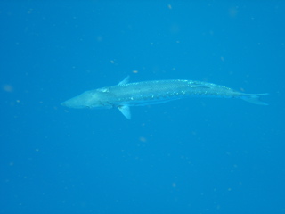 Barracuda Under the Aquatic Safaris II
