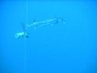 Barracuda Under the Aquatic Safaris II