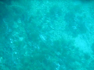 Janet Swimming Normannia Wreck
