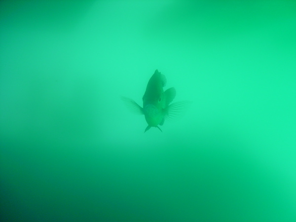 Fish in the Quarry