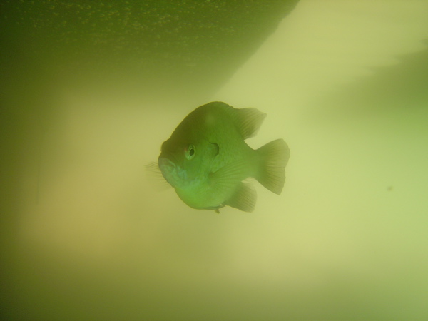 Fish in the Quarry