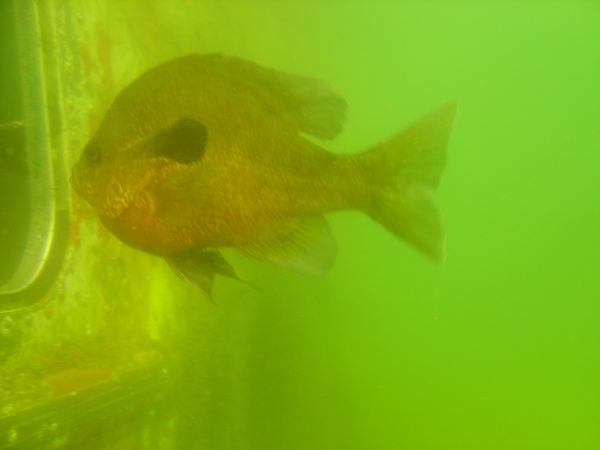 Fish in the Quarry