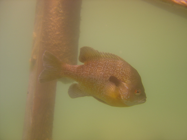 Fish in the Quarry