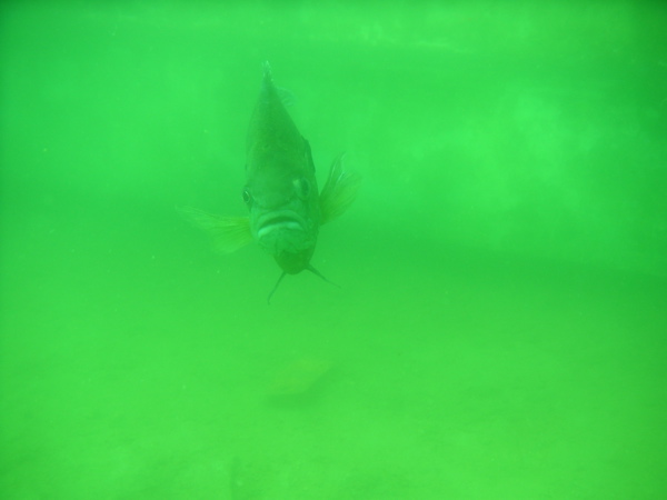Fish in the Quarry