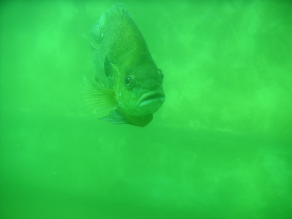 Fish in the Quarry