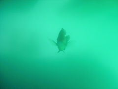 Fish in the Quarry