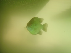 Fish in the Quarry