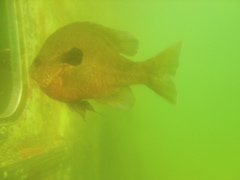 Fish in the Quarry