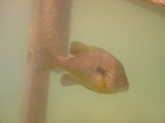 Fish in the Quarry
