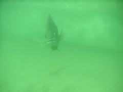 Fish in the Quarry