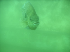 Fish in the Quarry