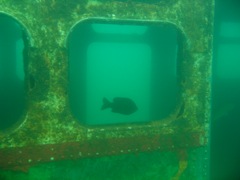 Fish Inside Quarry Bus