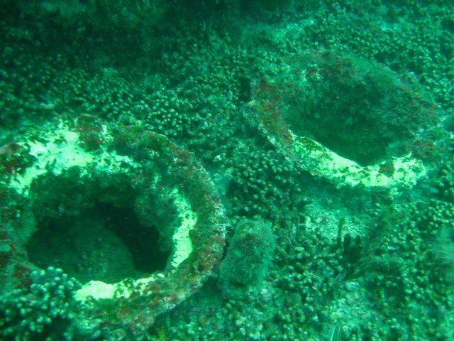 Coral on the Indra