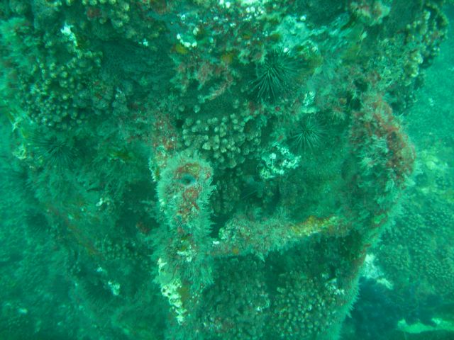Urchins on the Indra