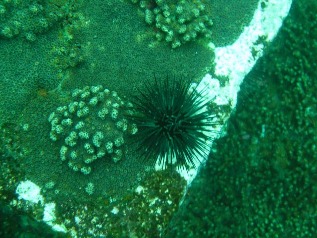 Urchins on the Indra