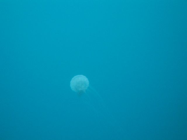 Jelly Fish
