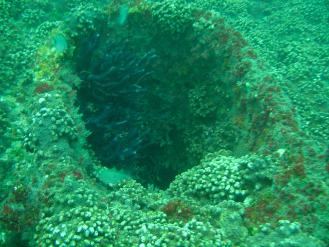 Coral on Deck
