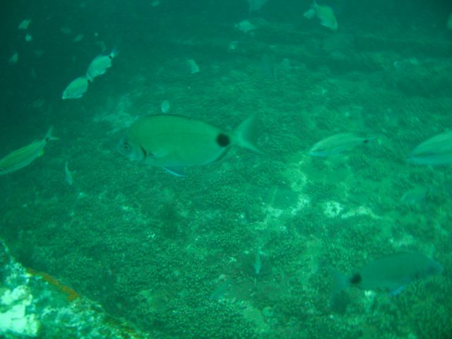 School of Fish